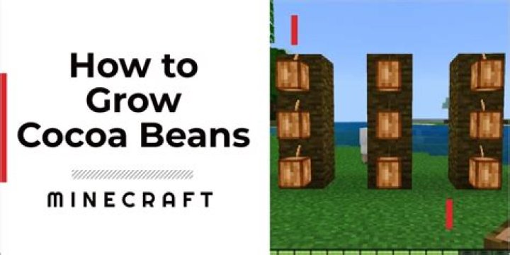 How do i plant cocoa beans in minecraft