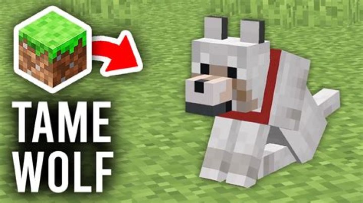 How do u tame a wolf in minecraft