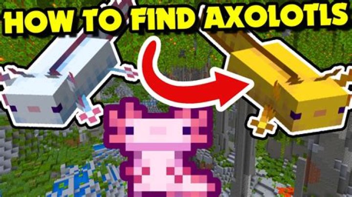 How do you catch an axolotl in minecraft