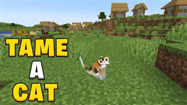 How do you feed a cat in minecraft