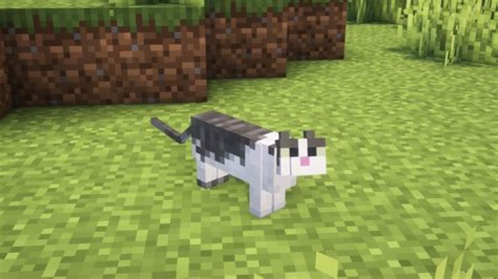 How do you get a cat in minecraft