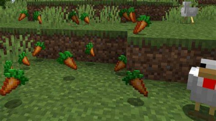 How do you get carrot seeds in minecraft