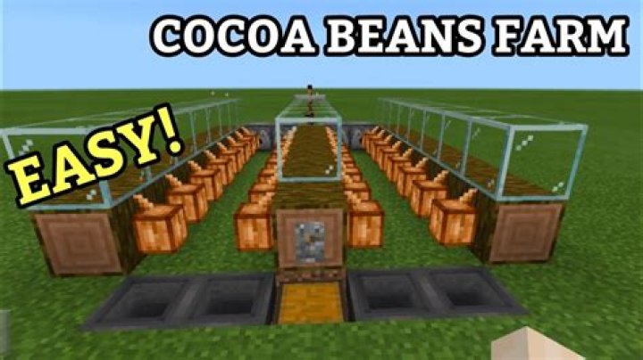 How do you grow cocoa beans in minecraft