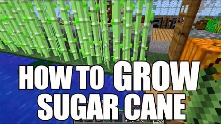 How do you plant sugar cane in minecraft