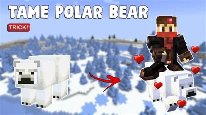 How do you tame polar bears in minecraft