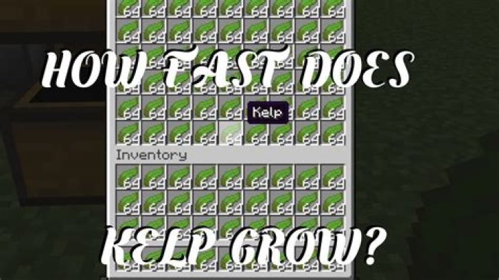 How fast does kelp grow in minecraft