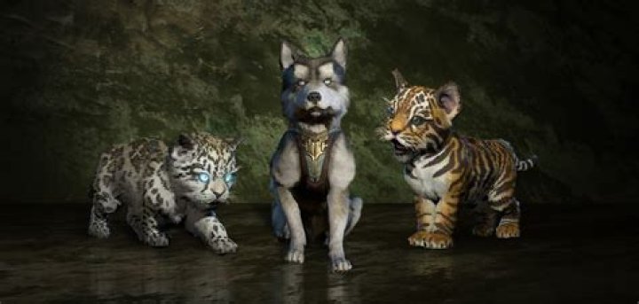 How many pets in diablo 3