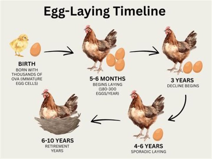 How often do chickens lay eggs in minecraft