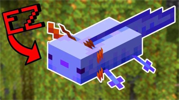 How rare is a blue axolotl in minecraft