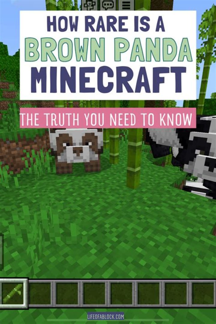 How rare is a brown panda in minecraft