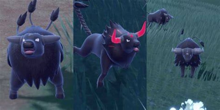 How rare is tauros in pokemon go