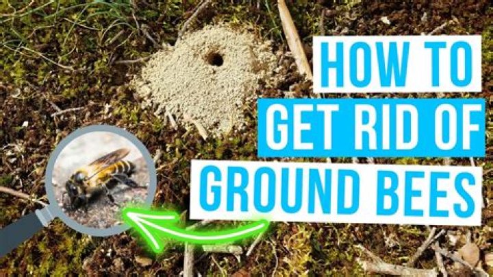 How to get rid of bees in minecraft