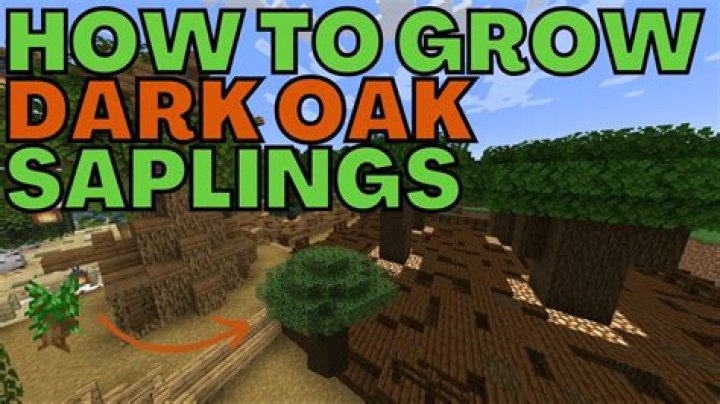 How to grow dark oak saplings in minecraft