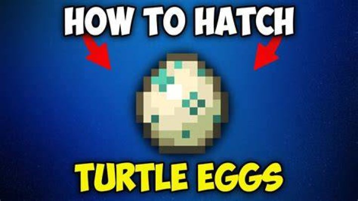 How to hatch a turtle egg in minecraft