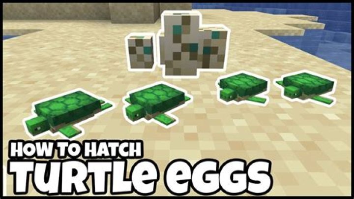 How to make turtle eggs hatch in minecraft