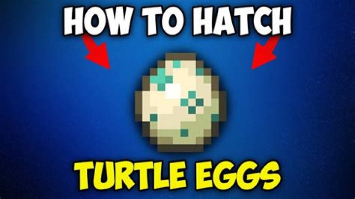 How to make turtles lay eggs in minecraft