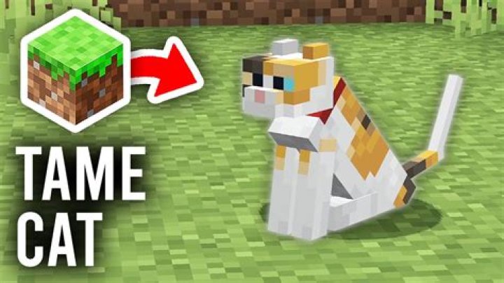 How to tame a big cat in minecraft