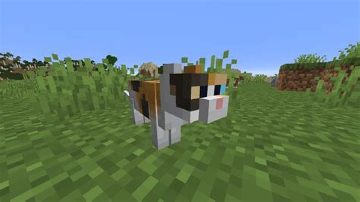 How to tame a cat in minecraft 2021