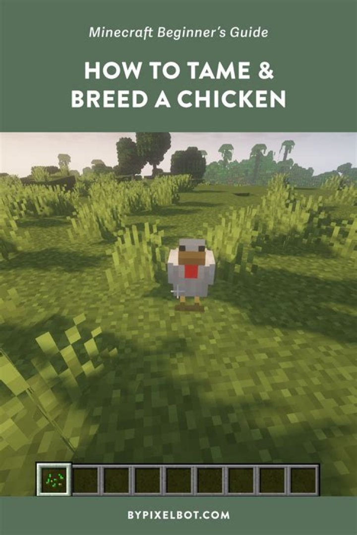 How to tame a chicken in minecraft pe