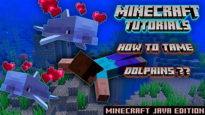 How to tame a dolphin in minecraft pc