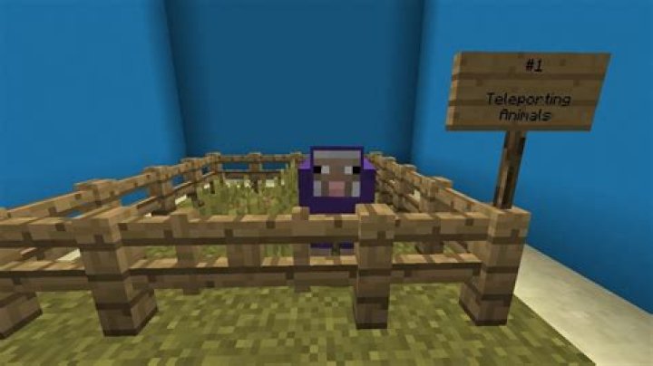 How to teleport to your pet in minecraft