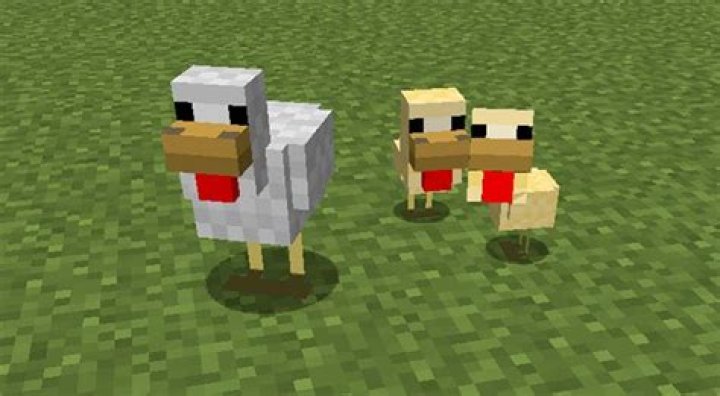 Minecraft how to get chickens to follow you