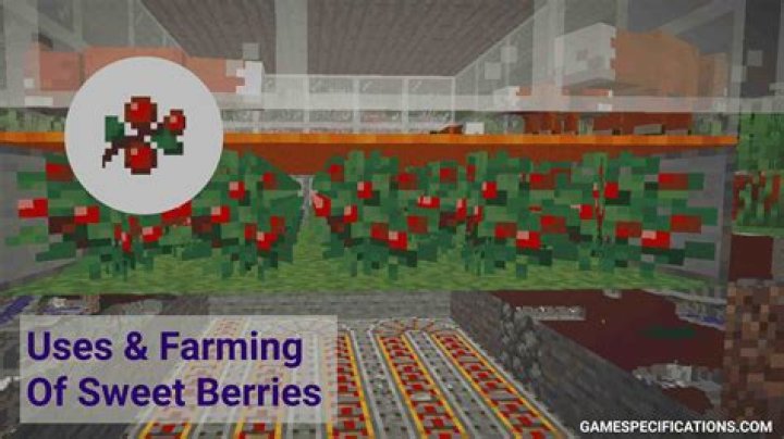 What can you do with sweet berries minecraft