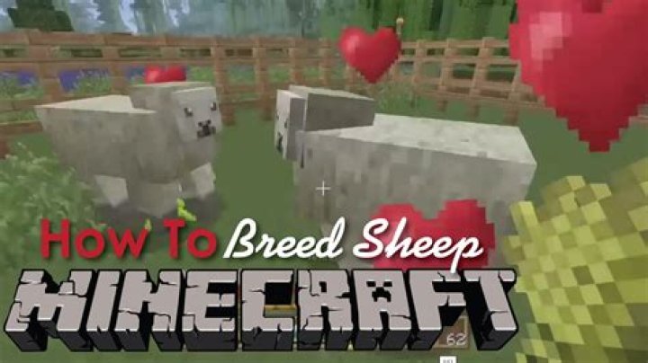 What do sheep eat in minecraft to breed
