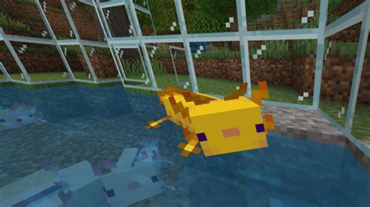 What do you feed a axolotl in minecraft