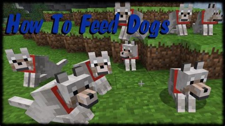 What do you feed a dog in minecraft