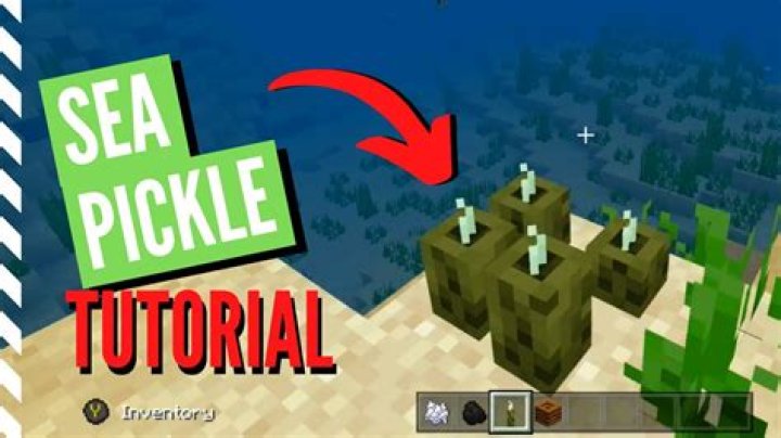 What does a sea pickle do in minecraft